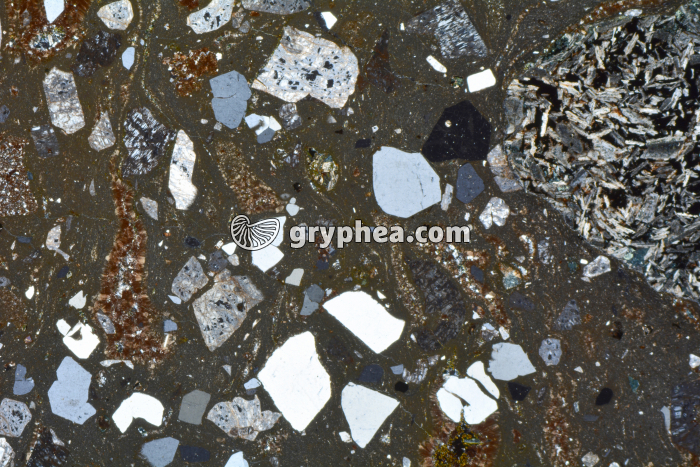 Rhyolite LPA x3,5 - gryphea.com